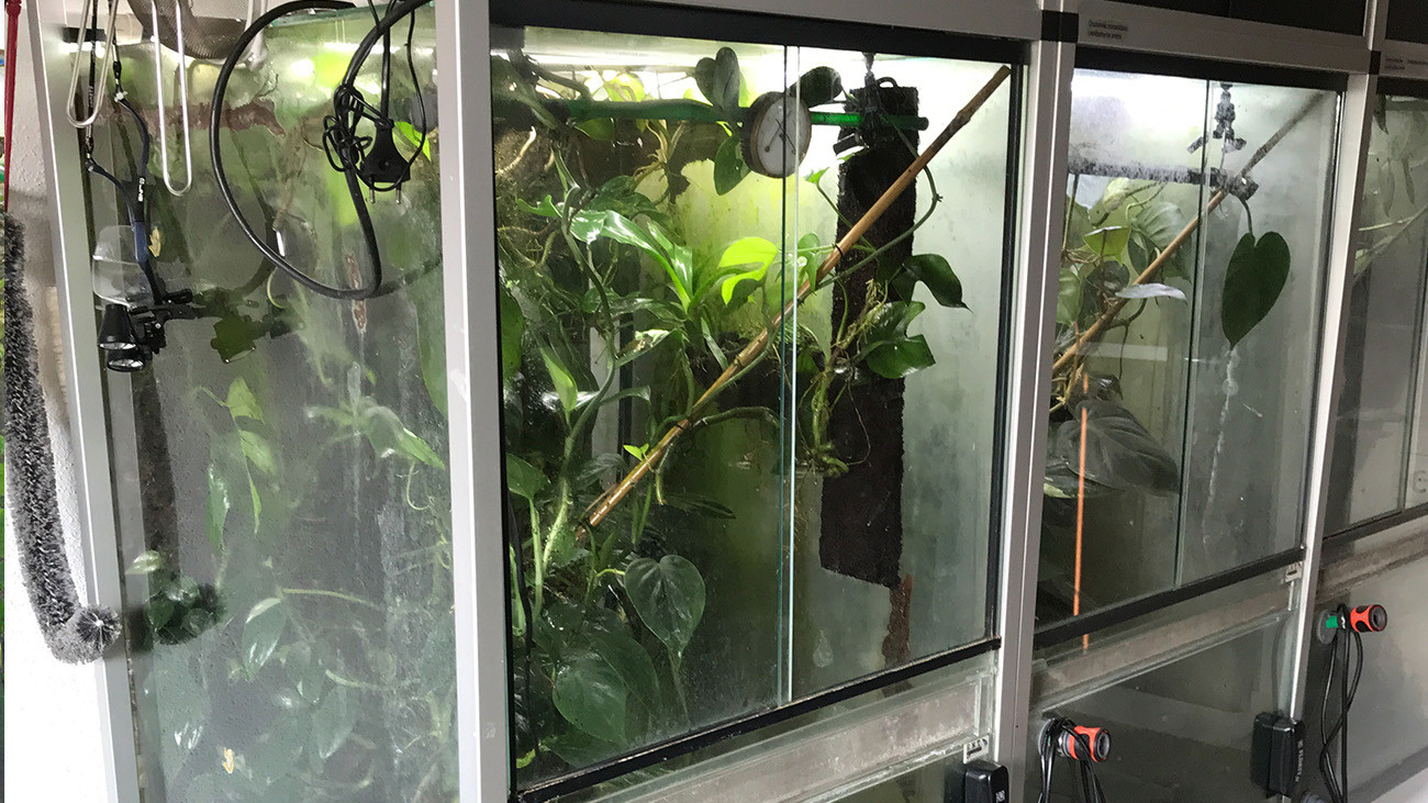 Terrarien für Lemur-Laubfrösche | Tobias Eisenberg