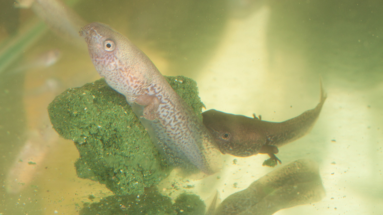 Bei diesen Kaulquappen sind die Hinterbeine schon kräftig entwickelt. | Tobias Eisenberg