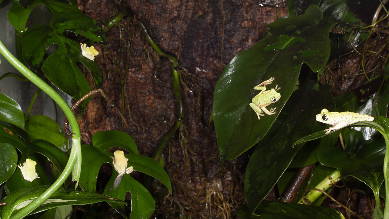 Eltern mit ihrem frisch an Land gekommenen Nachwuchs | Tobias Eisenberg