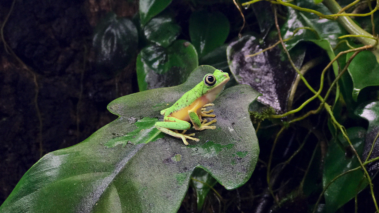Lemur-Laubfrosch in a terrarium. | Tobias Eisenberg