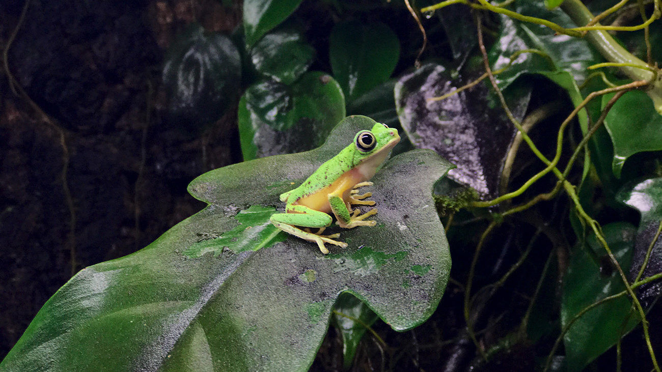 Lemur-Laubfrosch im Terrarium | Tobias Eisenberg