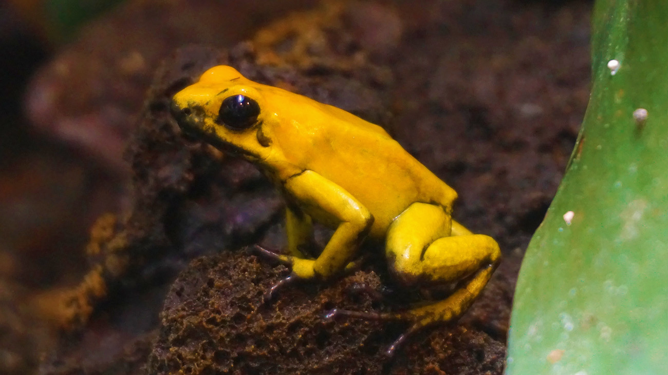 Pfeilgiftfrösche haben ein extrem wirksames Hautgift. Der Schreckliche Pfeilgiftfrosch (Phyllobates terribilis) gilt sogar als giftigstes Wirbeltier der Welt. | Björn Encke, Frogs & Friends