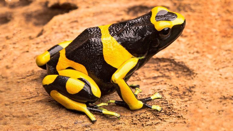 Die Tiere warnen durch ihre auffälligen Farben vor ihrer Giftigkeit, wie dieser Schwarz-Gelbe Baumsteiger, Dendrobates leucomelas. | Dirk Ercken, Shutterstock