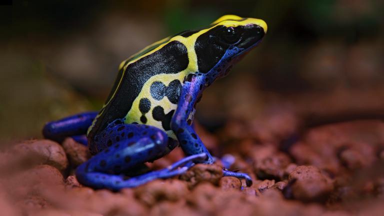 ...und mal in grellem Zitronengelb. Gänzlich unbekümmert hüpfen sie tagsüber durch den Wald und vertrauen auf die abschreckende Wirkung ihrer Signalfarben. | Ondrej Prosicky, Shutterstock
