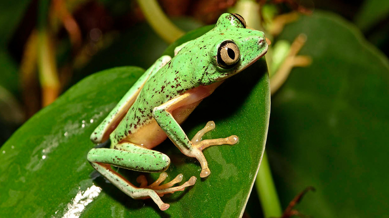 Auch über den einst weit verbreiteten Lemur-Laubfrosch ist die Todeswalze hinweggerollt. In freier Natur existieren heute nur noch Restbestände. Bei Citizen Conservation bemühen sich Menschen wie Tobias Eisenberg um die Erhaltung dieser Art. | Benny Trapp, Frogs & Friends