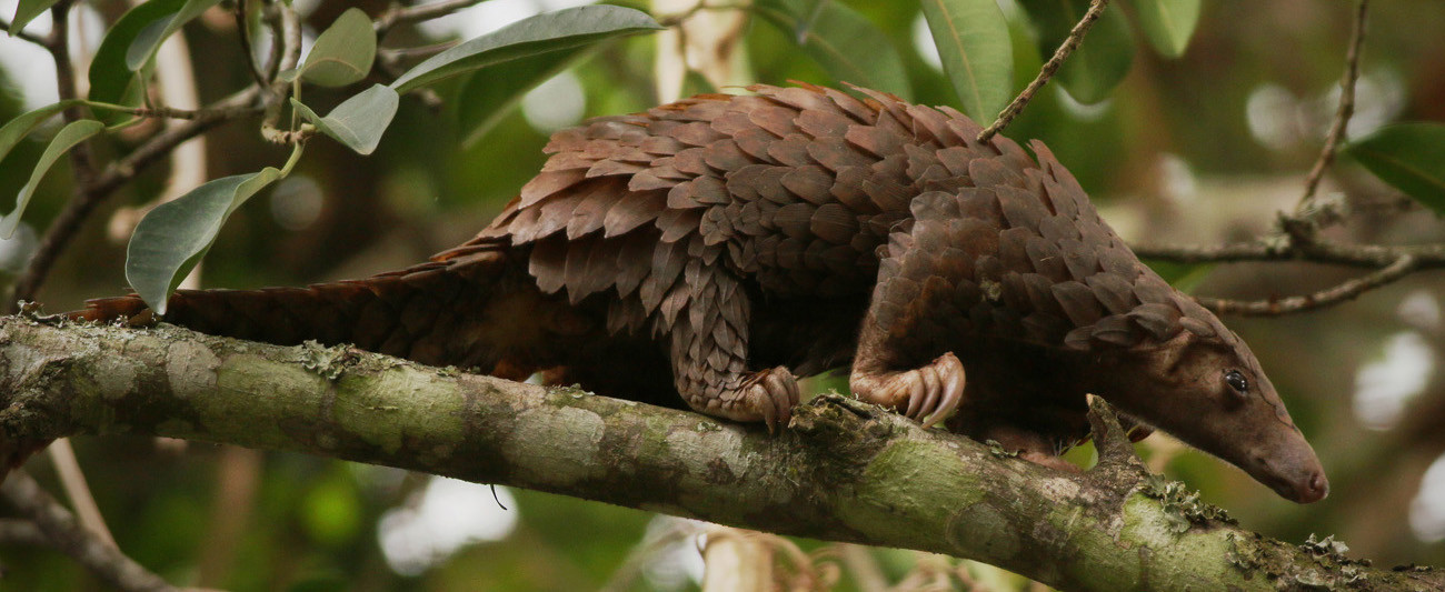 4_2_0_01_Schuppie_crop 4_2_0_01_Schuppie_crop