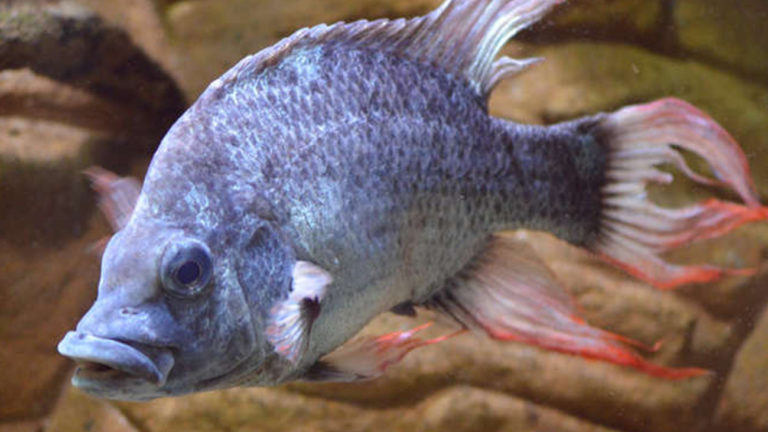 Magnificent Mangarahara cichlid male | Brian Zimmermann