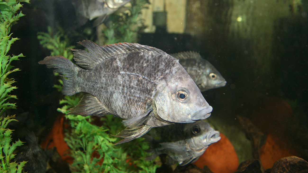 Male of the Mangarahara cichlid. The red tinge at the edge of the dorsal fin gave rise to its local name "Red Girl“. | Piotr Korzeniowski