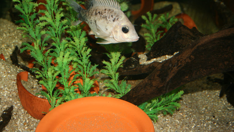 Cichlids are famous for their varied brood care strategies. Mangaraha cichlids lay their eggs openly. In this species, only the females guard the clutch (which here was deposited in the clay dish). | Piotr Korzeniowski
