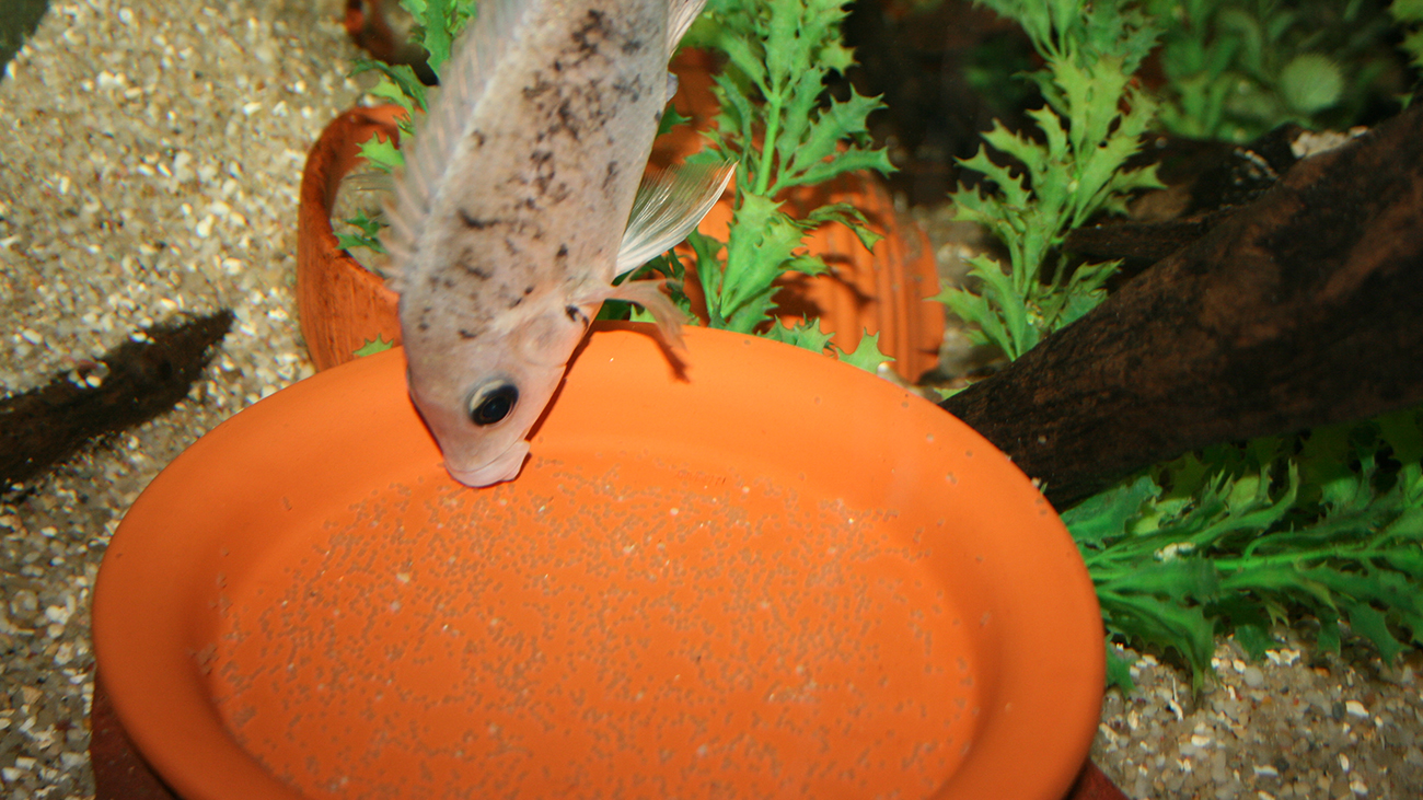 The clutch is not only guarded, but also hygienically maintained: spoiled or fungal eggs are sorted out. | Piotr Korzeniowski