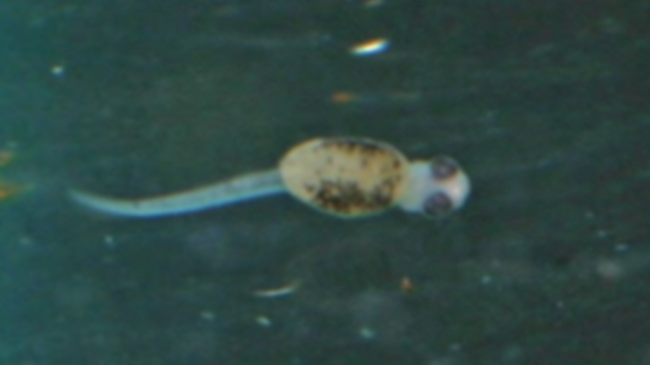 A freshly hatched larva of the Mangarahara cichlid - it is not yet possible to guess what kind of fish will develop here one day. | Thomas Ziegler