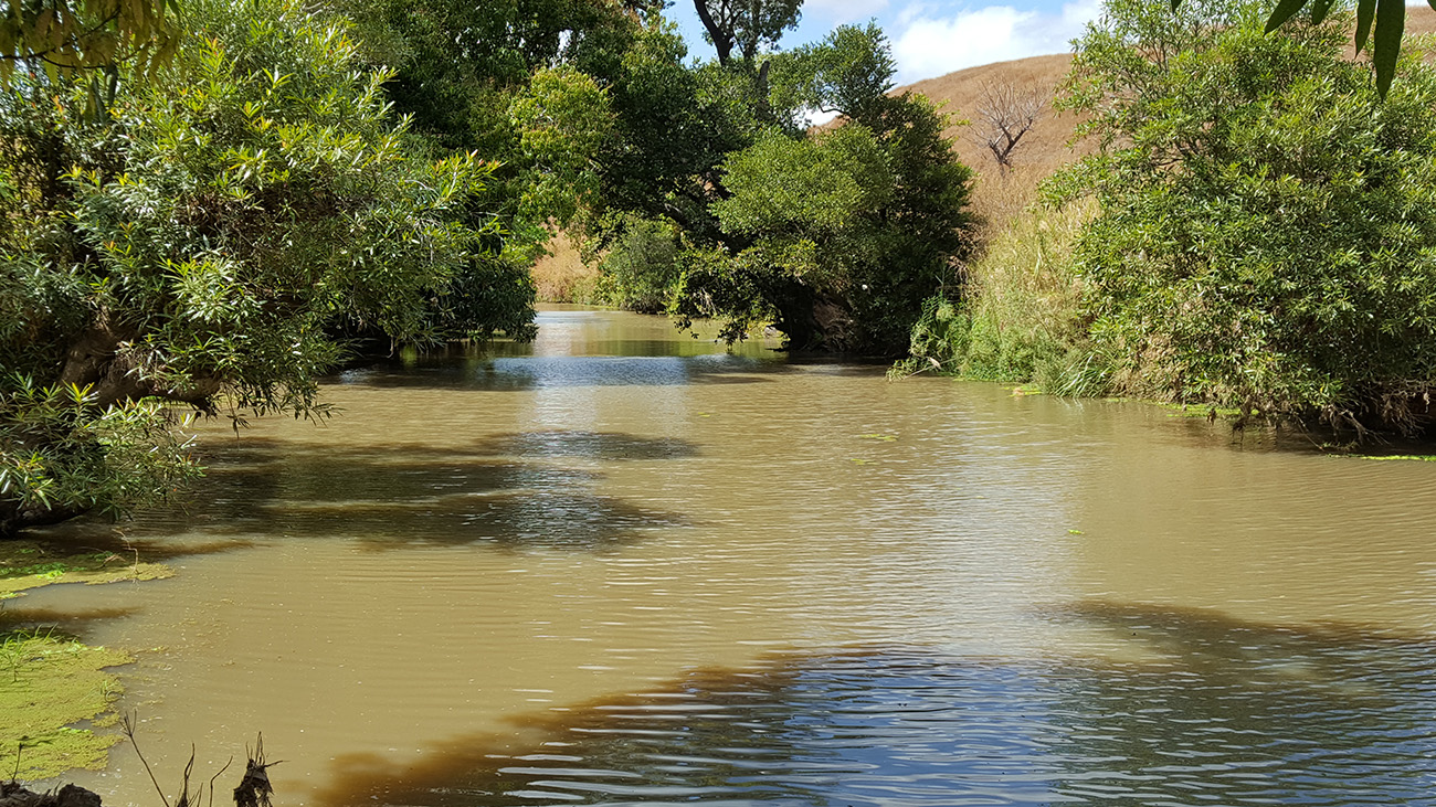 Fortunately not extinct after all: In the Amboaboa Basin, one last occurrence of the Mangarahara cichlid was discovered. | Charles Fusari
