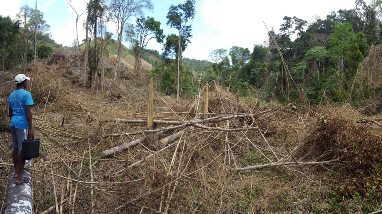 Deforestation around rivers also leads to the extinction of native fish species, as increased erosion causes siltation of water bodies. As a result, the fish lose their spawning grounds. | Fish Net Madagascar