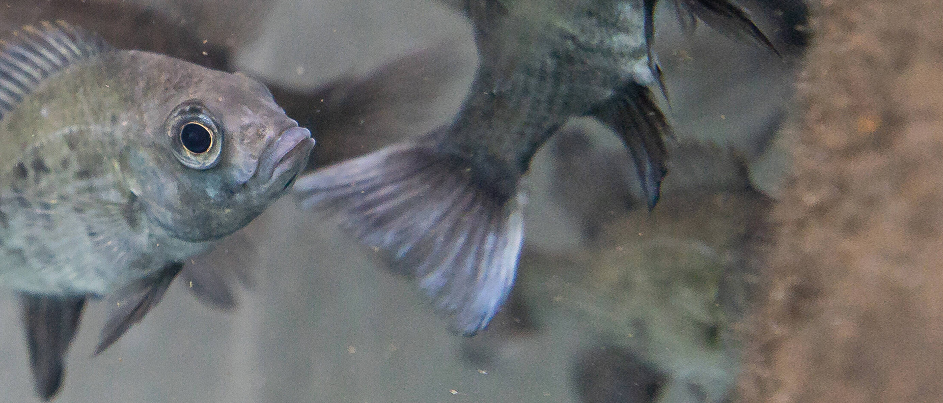 Manga_Schlussbild_v03