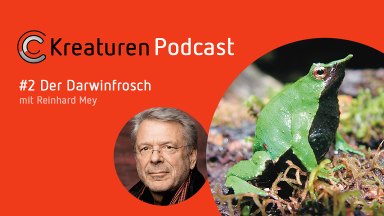 In Folge zwei beschreibt Liedermacher Reinhard Mey den wundersamen Darwinfrosch. Dessen Nachwuchs schlüpft aus dem Maul des Männchens.