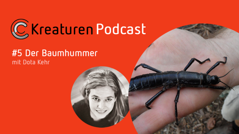 In Folge 5 entdeckt Dota Kehr ein Wesen, das lange als ausgestorben galt: den Baumhummer.