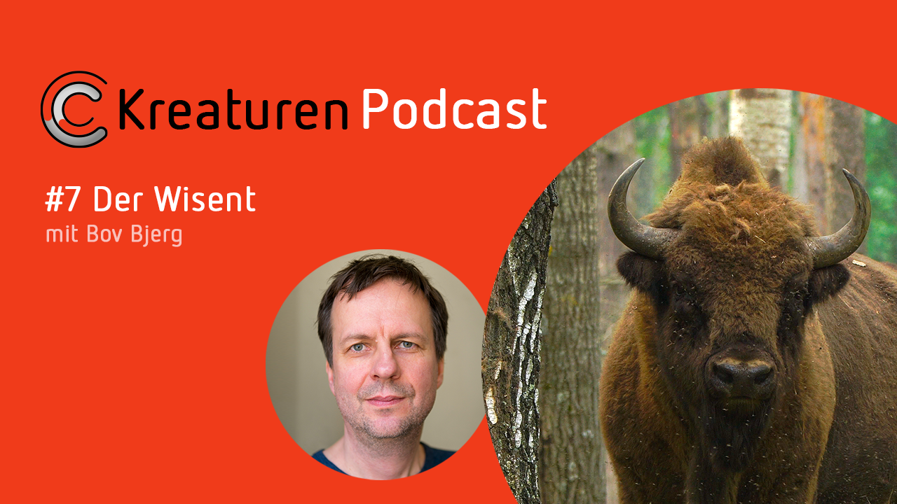 Was das Rothaargebirge mit den Wisenten zu tun hat, erzählt Schriftsteller Bov Bjerg in Folge 7.
