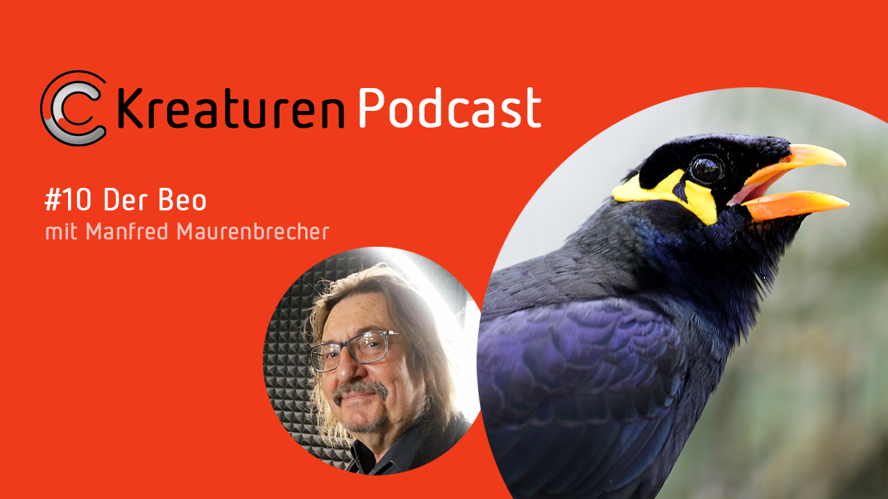 Liedermacher Manfred Maurenbrecher geht in Folge 10 auf eine beeindruckende Quasselstrippe ein: den Beo.