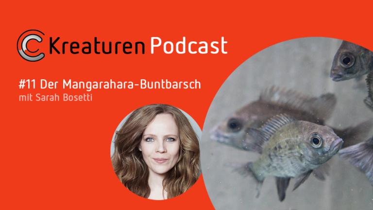 Die Kabarettistin und radioeins-Kolumnistin Sarah Bosetti erzählt in Folge 11 die Geschichte des Mangarahara-Buntbarsches und verrät, warum der Fisch so etwas wie das hässliche Entlein unter den Buntbarschen ist.