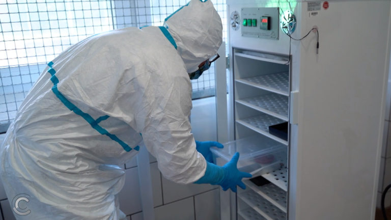 WärmebehandlungNach zwei Wochen in Wärmekammern bei konstant 25 Grad ist der Pilz in aller Regel besiegt. Spezielle PCR-Tests können klären, ob es zu einem Rückfall gekommen ist.