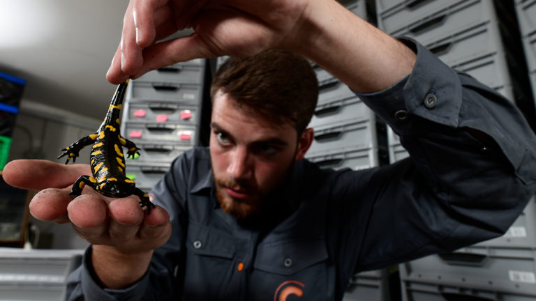 ErhaltungszuchtDer Aufbau von Reservepopulationen lokaler Feuersalamanderbestände stellt sicher, die Nachfahren der Tiere später wieder ansiedeln zu können.