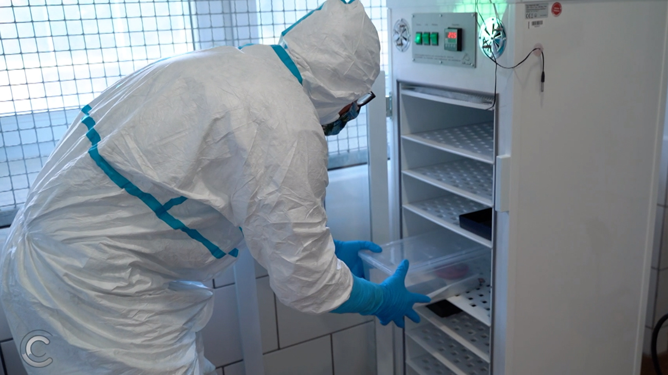 Wärmebehandlung Nach zwei Wochen in Wärmekammern bei konstant 25 Grad ist der Pilz in aller Regel besiegt. Spezielle PCR-Tests können klären, ob es zu einem Rückfall gekommen ist.