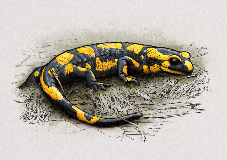 Nr. 9: Der Feuersalamander (Salamandra salamandra) | Jonas Lieberknecht(A6 Postkartenformat in Passepartout)