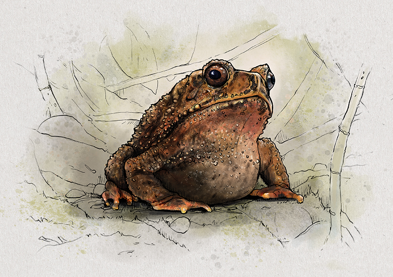 Nr. 4: Die Knochenkopfkröte (Ingerophrynus galeatus) | Jonas Lieberknecht(A6 Postkartenformat in Passepartout)