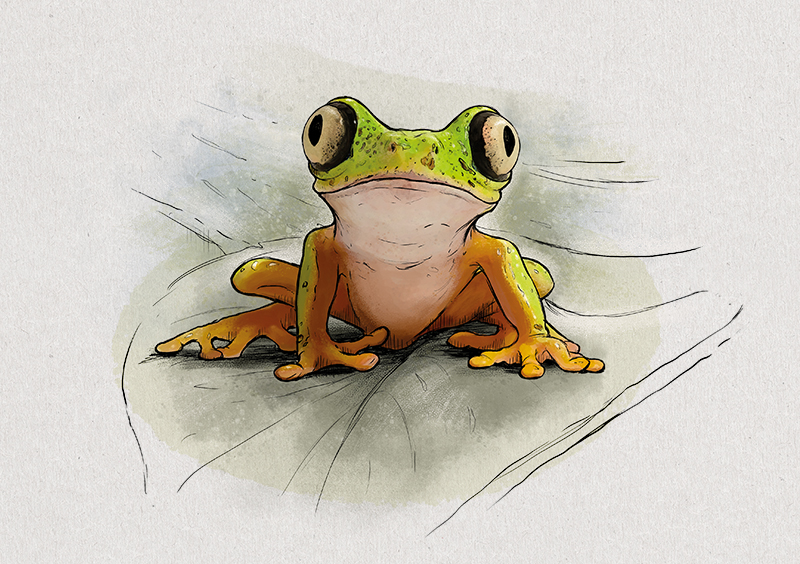 Nr. 7: Der Lemur-Laubfrosch (Agalychnis lemur) | Jonas Lieberknecht(A6 Postkartenformat in Passepartout)