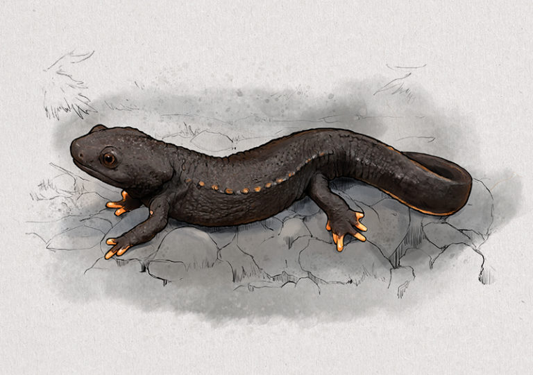 Nr. 8: Der Vietnam-Krokodilmolch (Tylototrion vietnamensis) | Jonas Lieberknecht(A6 Postkartenformat in Passepartout)