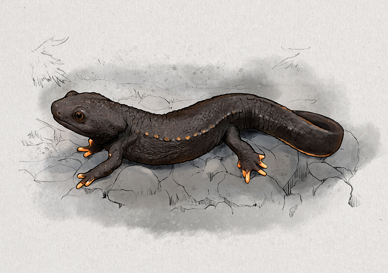 Nr. 8: Der Vietnam-Krokodilmolch (Tylototrion vietnamensis) | Jonas Lieberknecht(A6 Postkartenformat in Passepartout)