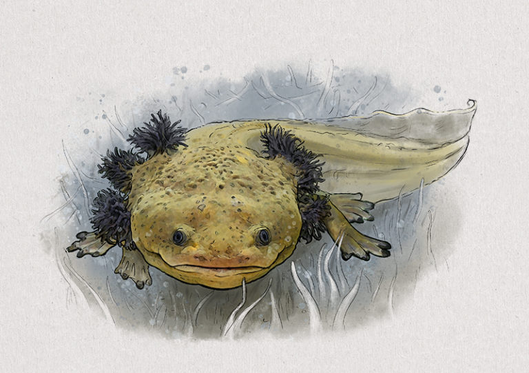 Nr. 5: Der Pátzquaro-Querzahnmolch (Ambystoma dumerilii) | Jonas Lieberknecht(A6 Postkartenformat in Passepartout)