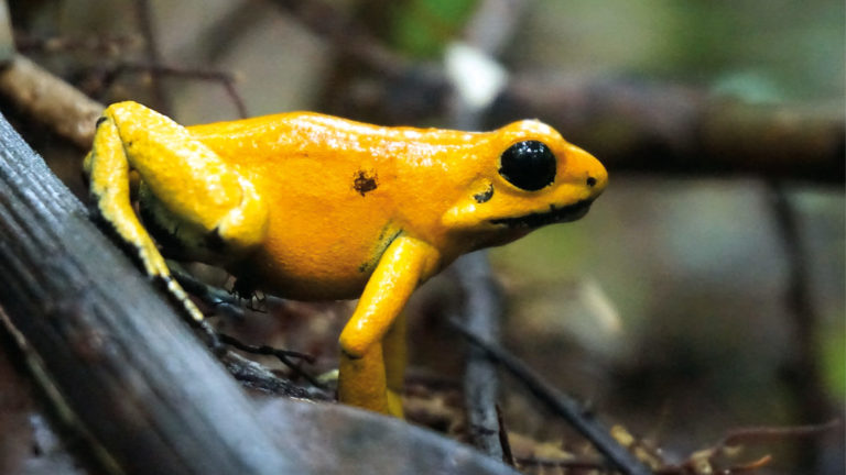 Nr. 10: Der Schreckliche Pfeilgiftfrosch (Phyllobates terribilis) | Björn Encke(15x20 Fotodruck in A4 Passepartout)