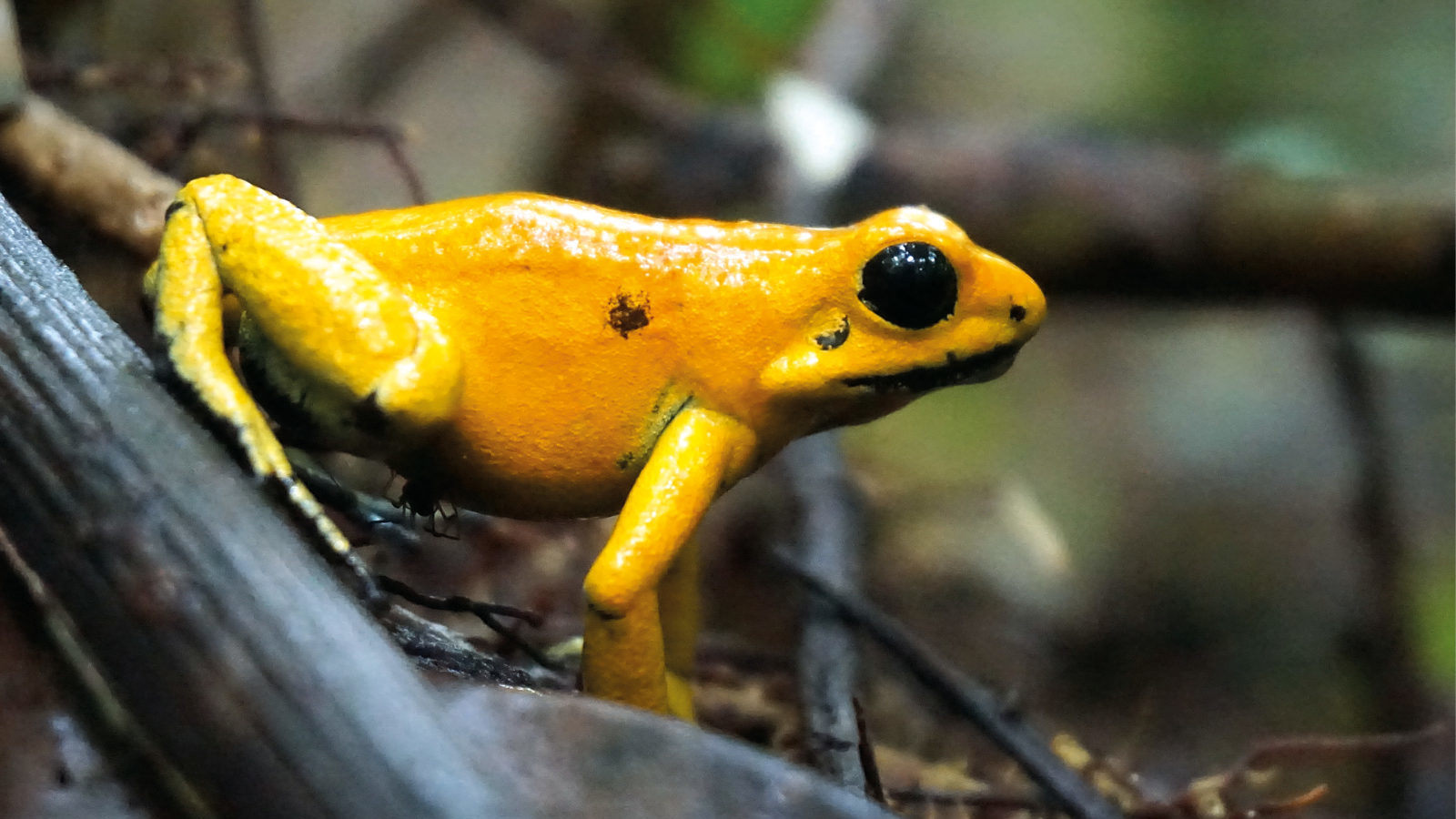 Nr. 10: Der Schreckliche Pfeilgiftfrosch (Phyllobates terribilis) | Björn Encke(15x20 Fotodruck in A4 Passepartout)