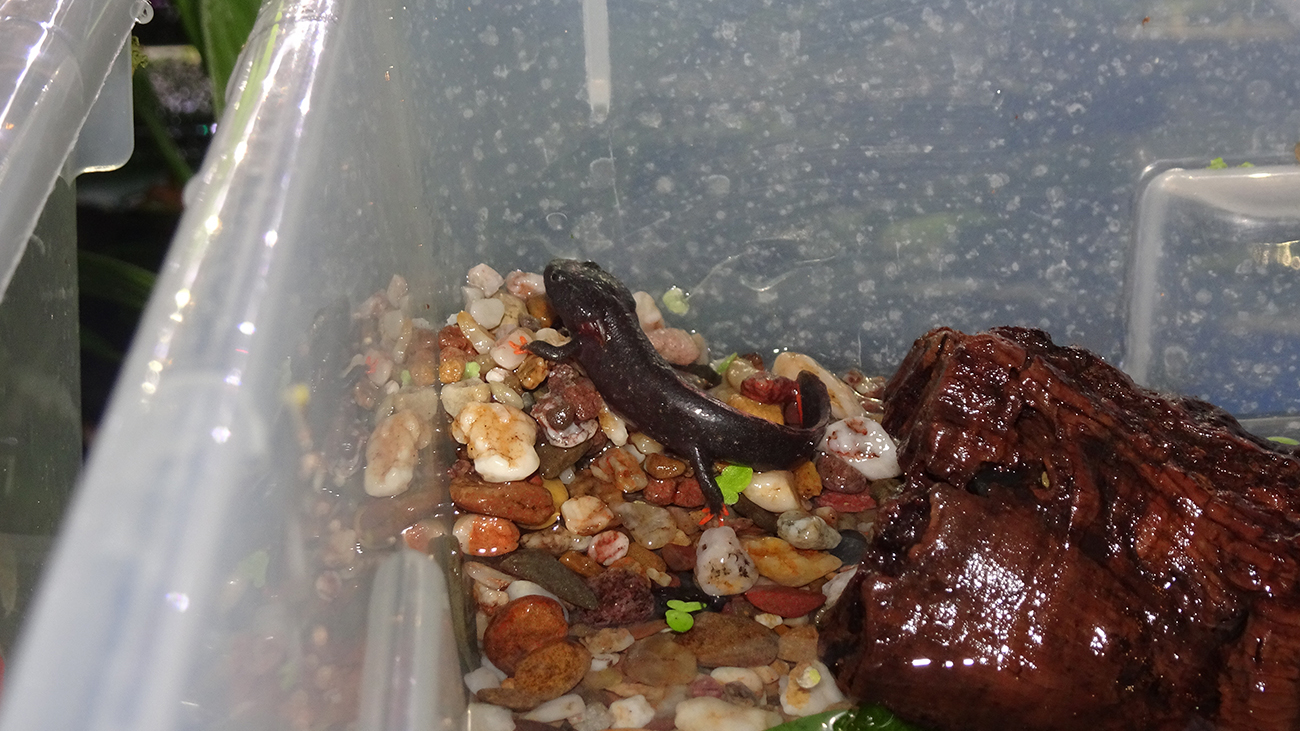 An Land! | Thomas Ziegler