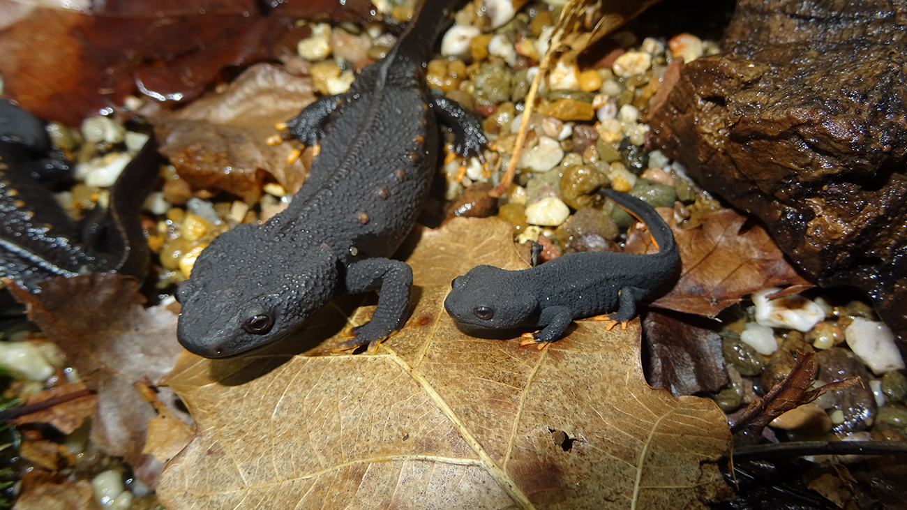 Rechts ein frischer Landgänger, links das Geschwistertier vom Jahr zuvor, das nun bereits geschlechtsreif ist. Der ewige Kreis beginnt mit dem Einsetzen des Monsuns von vorn. | Thomas Ziegler