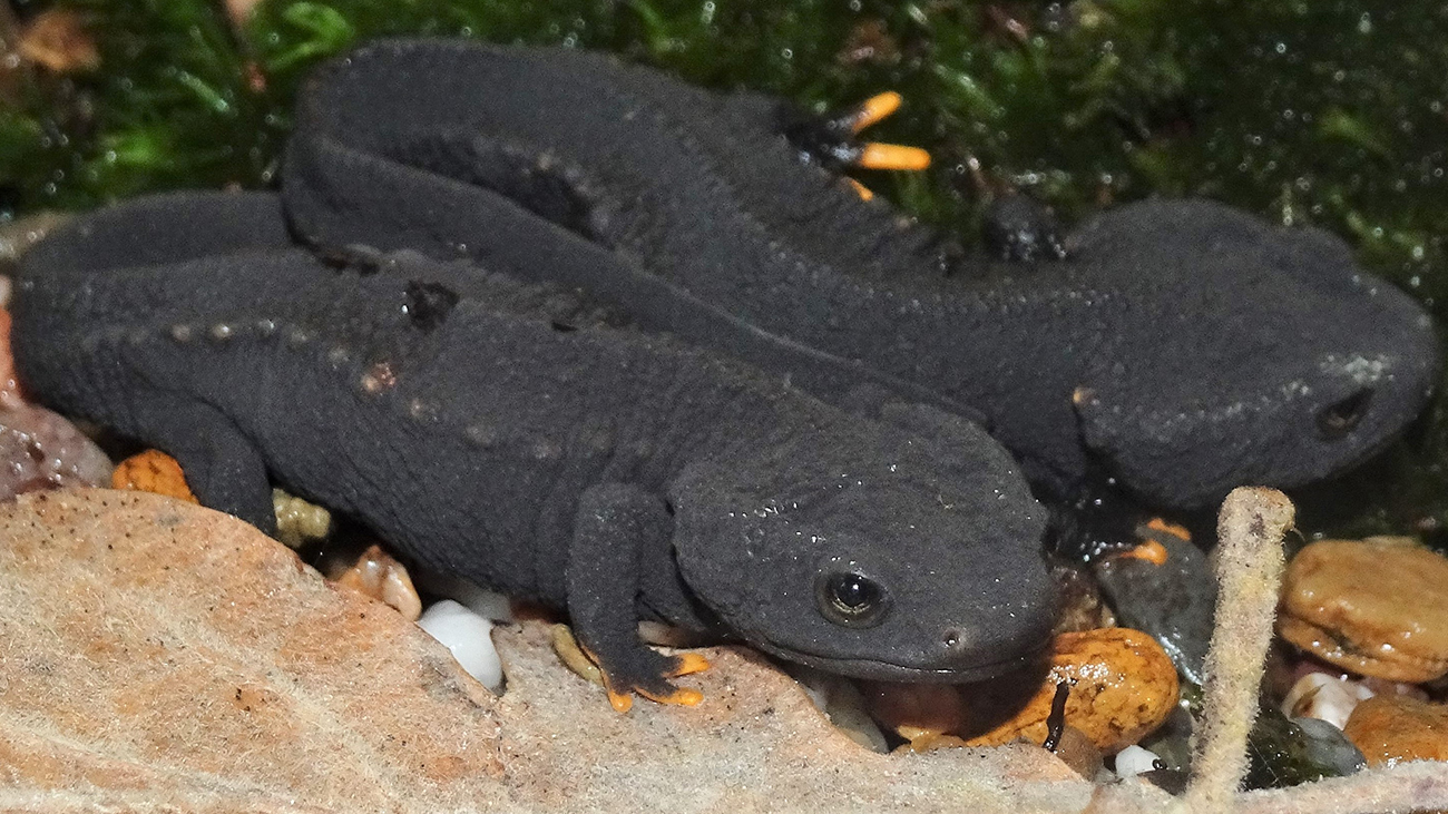 In Vietnam sollen die Molche in der Melinh-Station für Biodiversität ebenfalls für Nachwuchs sorgen. | Thomas Ziegler