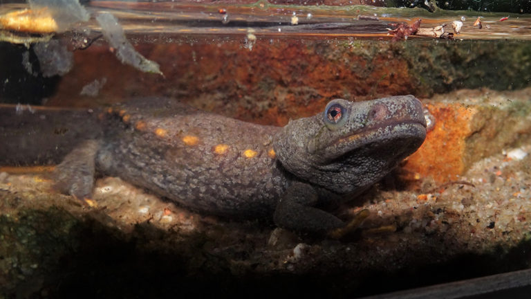 Mit dem Einsetzen des Monsuns zieht es die Männchen in kleine Pfützen, wo sie die Ankunft der Weibchen ersehnen. | Anna Rauhaus