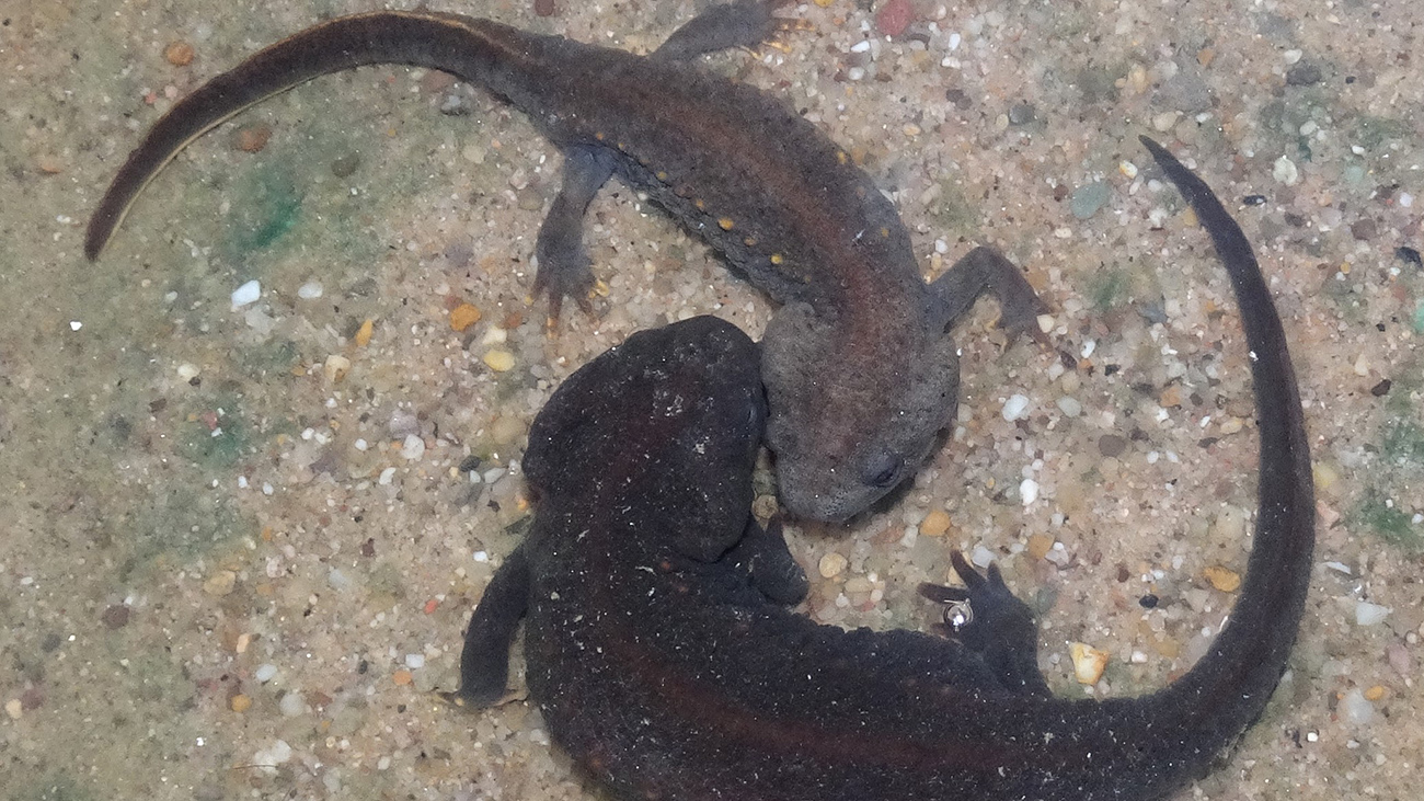 Liebe bis zum Schwindel: Beim Kreiseltanz bringen die Partner sich in Paarungsstimmung. | Anna Rauhaus