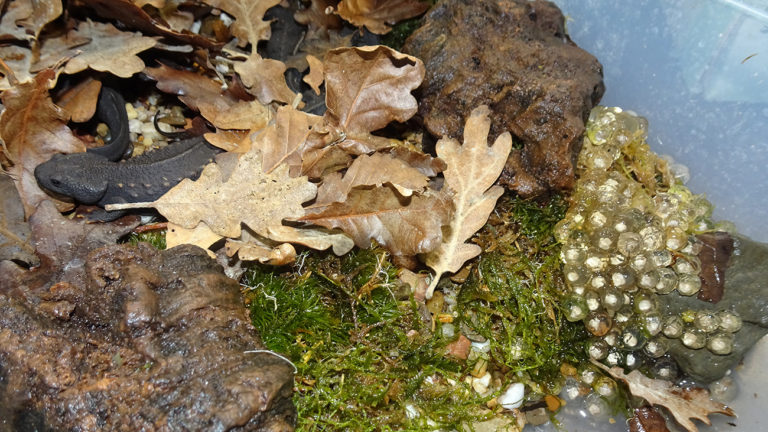 Direkt nach der Befruchtung verlässt das Weibchen das Wasser. Sein Gelege setzt es in der Uferzone ab. | Thomas Ziegler