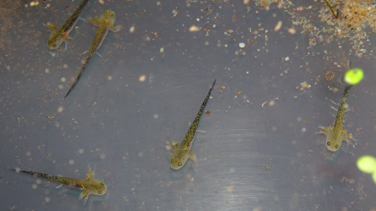 Die frisch geschlüpften Larven erreichen mit gezielten Sprüngen das durch weitere Regenfälle ansteigende Wasser. | Anna Rauhaus