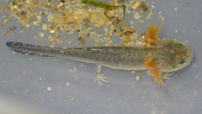 Die Larven wachsen schnell heran, denn Eile ist geboten – die Pfützen und Überschwemmungstümpel trocknen mit dem Ende der Regenzeit rasch wieder aus. | Thomas Ziegler