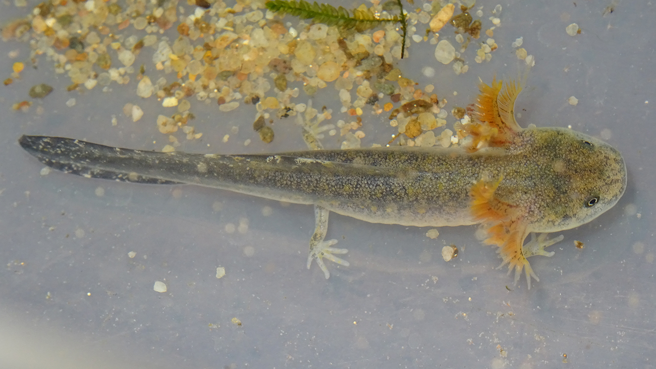 Die Larven wachsen schnell heran, denn Eile ist geboten – die Pfützen und Überschwemmungstümpel trocknen mit dem Ende der Regenzeit rasch wieder aus. | Thomas Ziegler