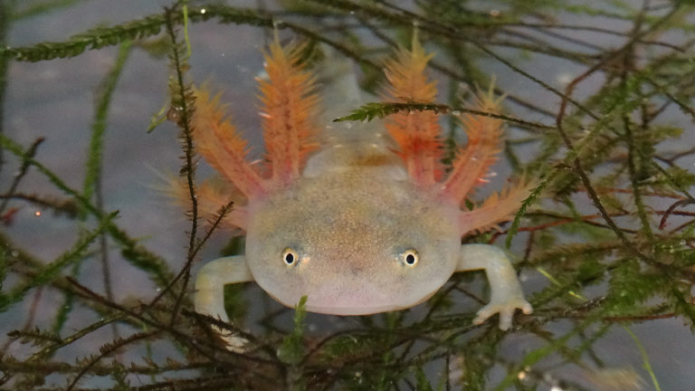 Wie ein Wesen von einer anderen Welt | Anna Rauhaus