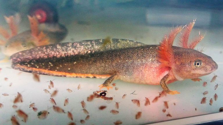 Larve kurz vor der Umwandlung | Thomas Ziegler