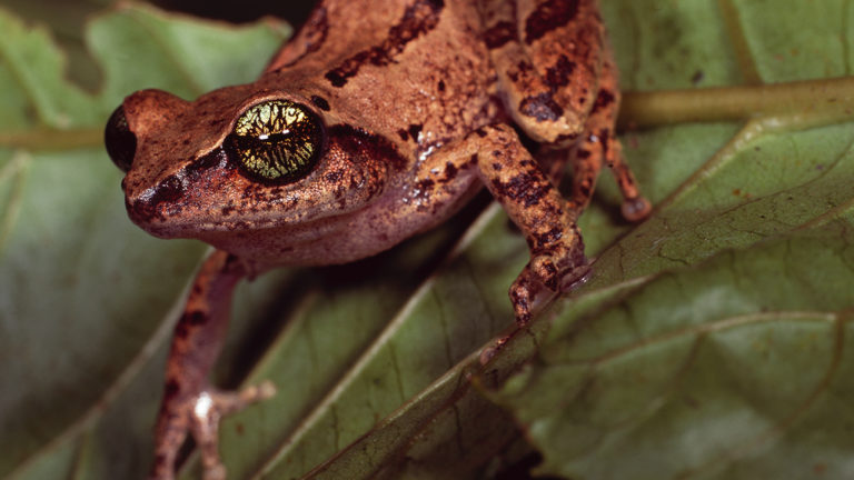 In der Höhenstufe zwischen 1.500 und 2.600 Metern stehen die charakteristischen Shola-Wälder, in Grasland eingebette, immergrüne Baumhaine. Leider wurden sie weitgehend abgeholzt, und mit ihnen droht auch der nur hier lebende Raochrestes chlorosomma zu verschwinden. | Ole Dost