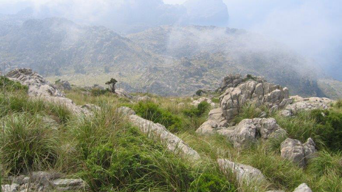 Die Serra de Tramuntana auf Mallorca vermittelt ein idyllisches Bild, doch in ihren Schluchten kämpft ein lebendes Fossil ums nackte Überleben. | Dawn Fleming/Durrell Wildlife Conservation Trust