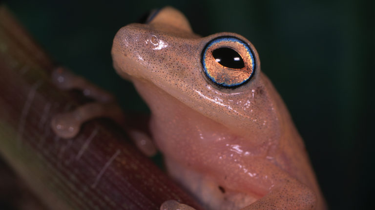 Es lohnt sich, dem zur Paarungszeit meist gelblich orange gefärbten Raorchestes luteolus tief in die Augen zu schauen – denn sie werden von einem feinen blauen Ring geziert. | Ole Dost