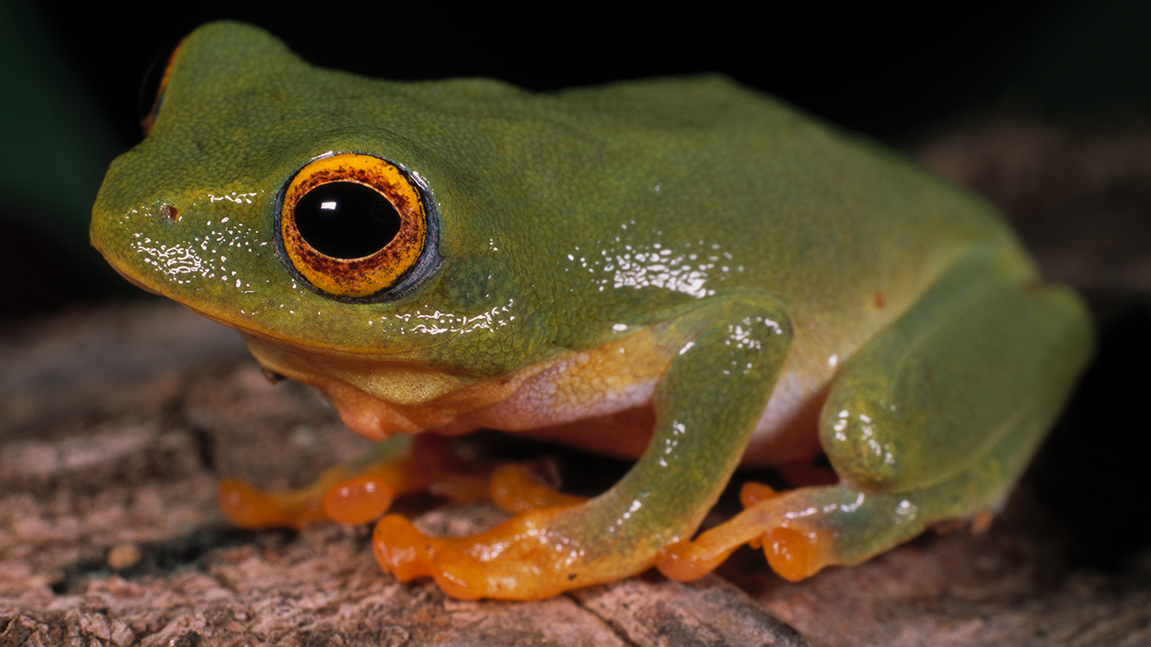 Kaffeepflanzen sind ideale Rufwarten für die fortpflanzungsaktiven Männchen von Raochestes jayarami. | Ole Dost