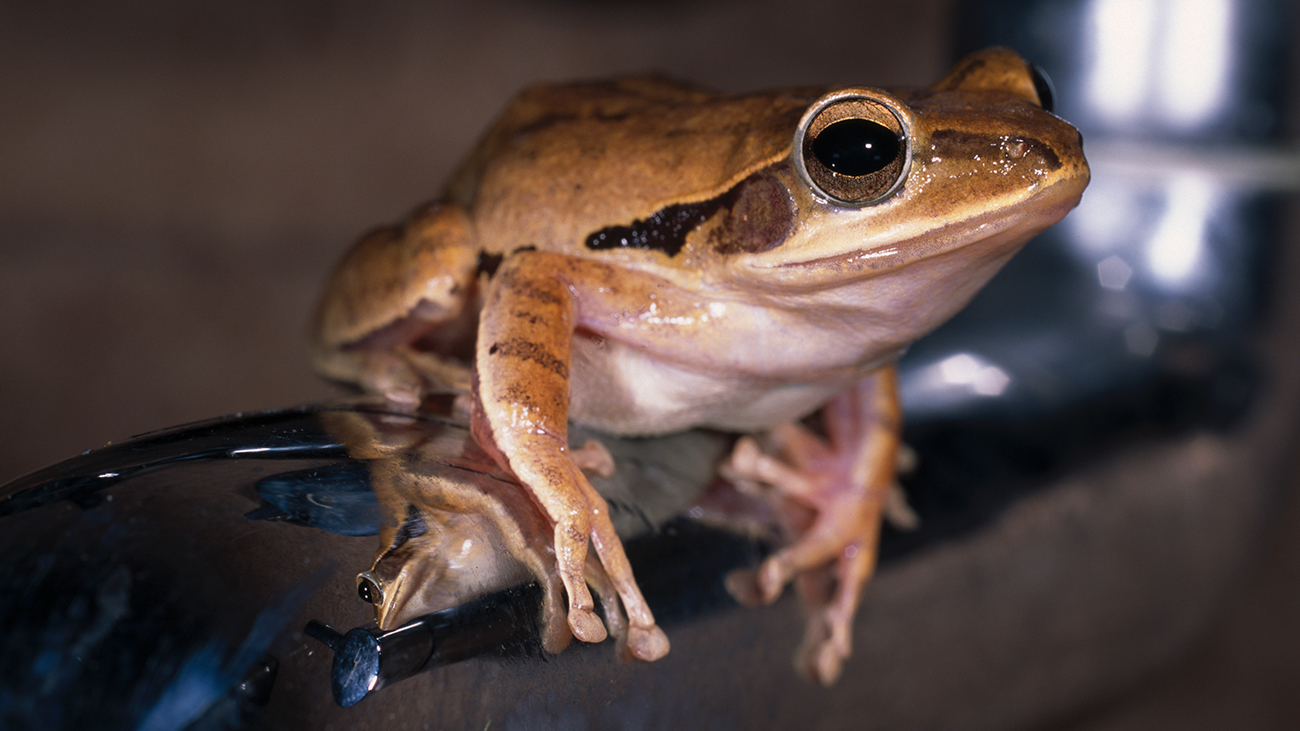 Wie in allen tropischen Regionen teilt man auch in den Western Ghats seine Unterkunft häufig mit einem sympathischen Badezimmerfrosch. Hier hat Polypedates maculatus sich dieser Rolle angenommen. | Ole Dost